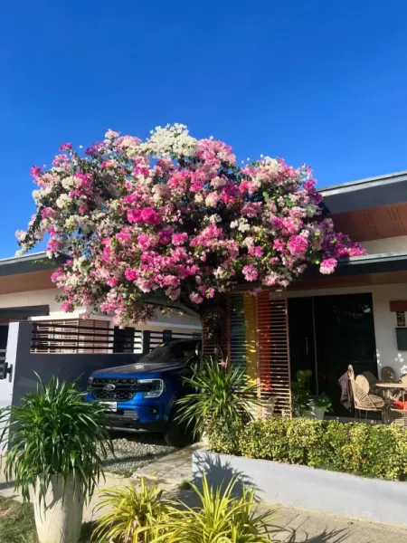 Fully Furnished One story house with Basement at AMOA Compostela Cebu